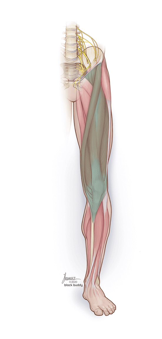 03_Fascia-iliaca-muscle-LG-1 Fascia Iliaca Block Shaded Muscular Area Illustration