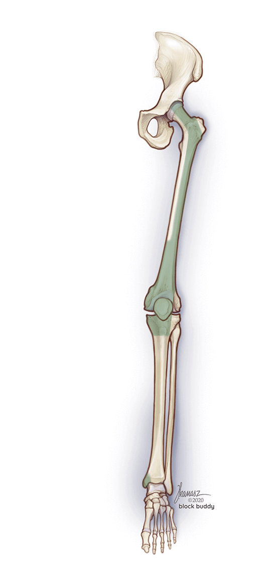03_Fascia-iliaca-osteotome-LG-1 Fascia Iliaca Block Shaded Skeletal Area Illustration