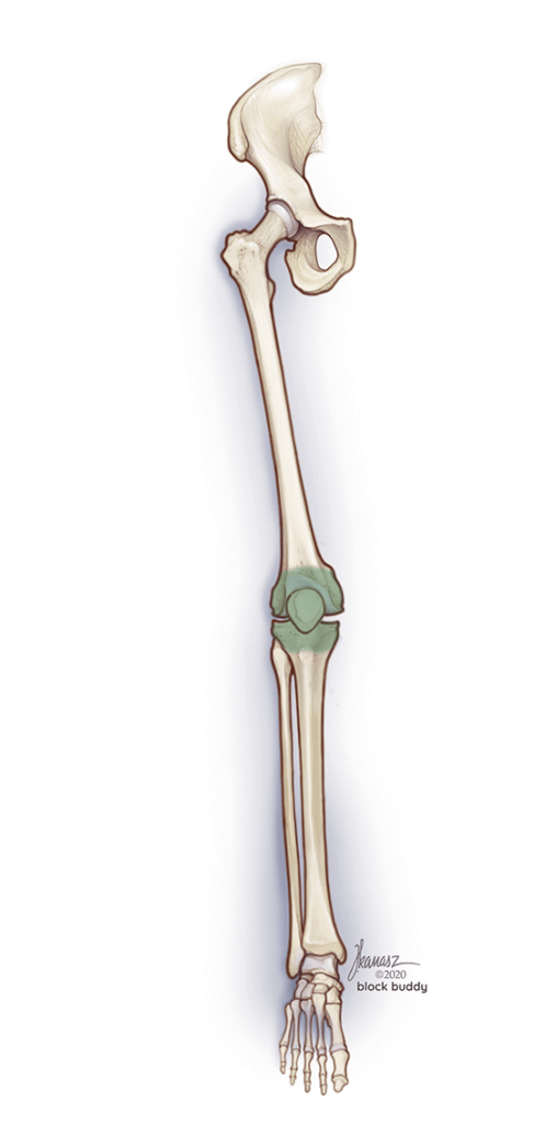 05_2a-LIA-osteotoe-LG-497x1024 iPACK Block Shaded Area Illustration Skeletal View