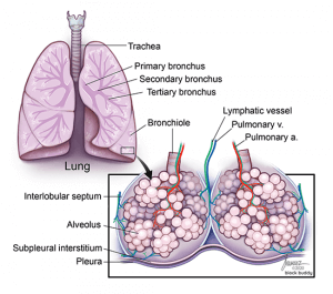 1-Sec-lobule-SM-300x265 COVID-19 Lung Ultrasound Lung Illustration
