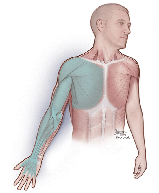 1a-interscalene-block-muscle-REVISED-SM Interscalene Block Shaded Muscular Area Illustration