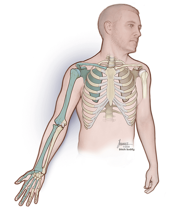 1b-interscalene-block-bone-REVISED-SM Interscalene Block Shaded Skeletal Area Illustration