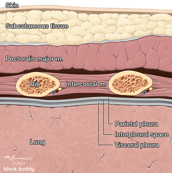 5-Lung-Ultrasound-Anatomy-Normal_1050x800_Final-1 COVID-19 Lung Ultrasound Layers Illustration