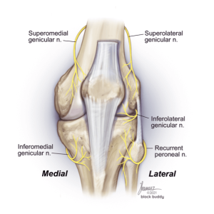 GenicularNerveBlock Genicular Nerve Block Illustration